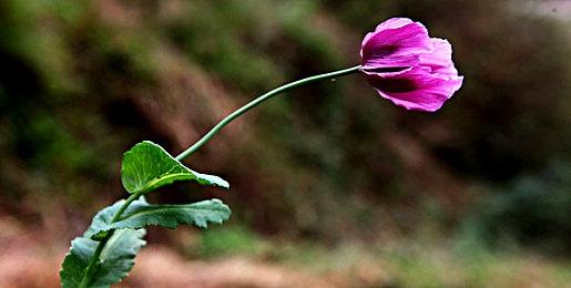 《RTA in Japan Summer 2024》开始招募 8月9日开幕